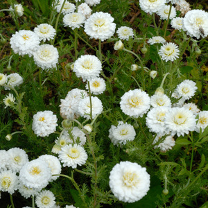 Camomille romaine