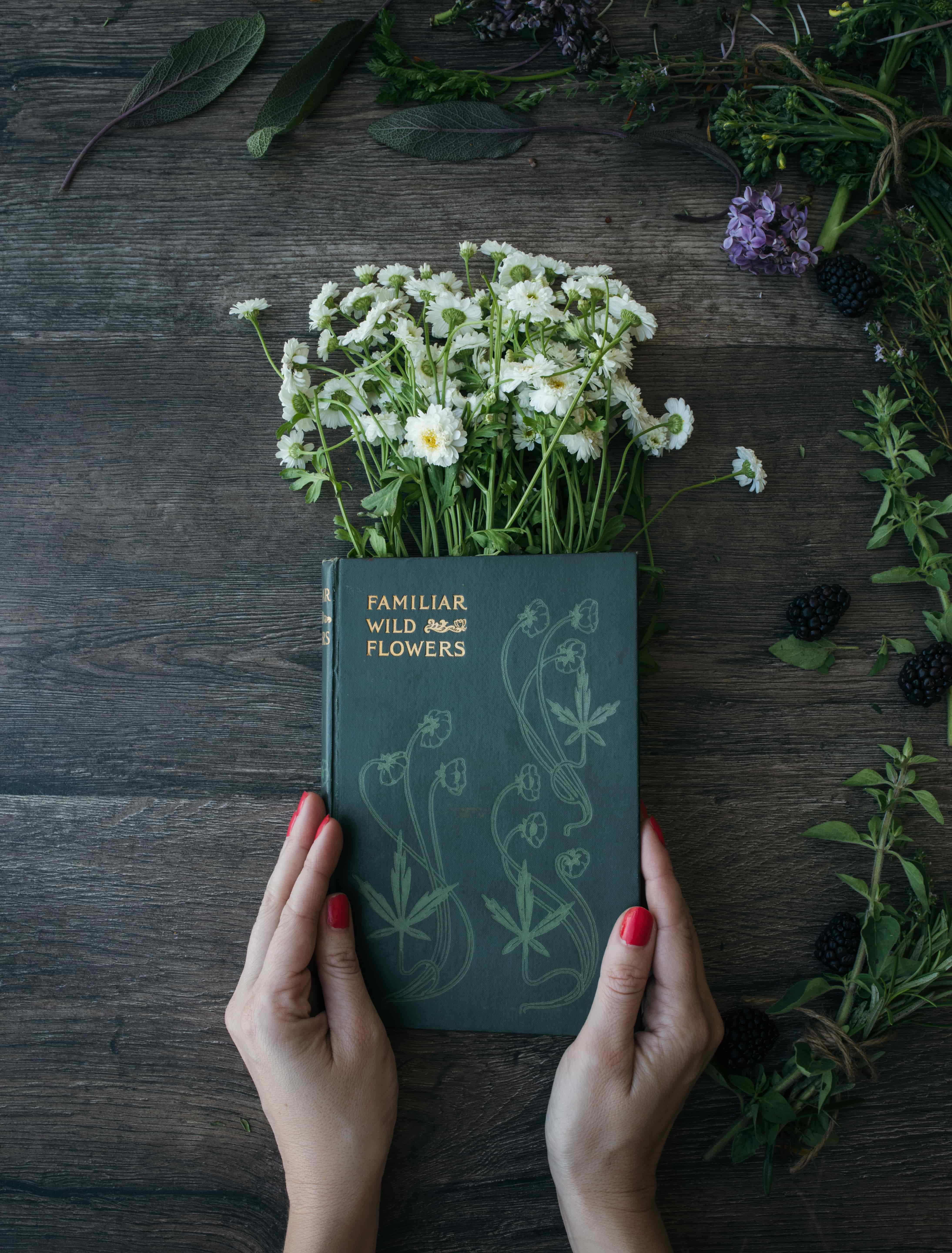 Ces plantes de sorcières aux propriétés légendaires