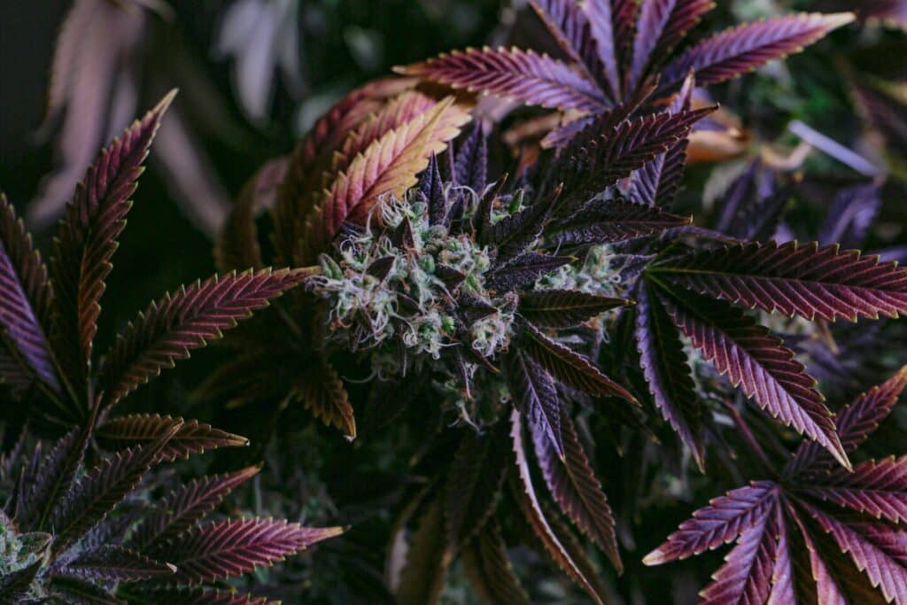 Purple skunk graine