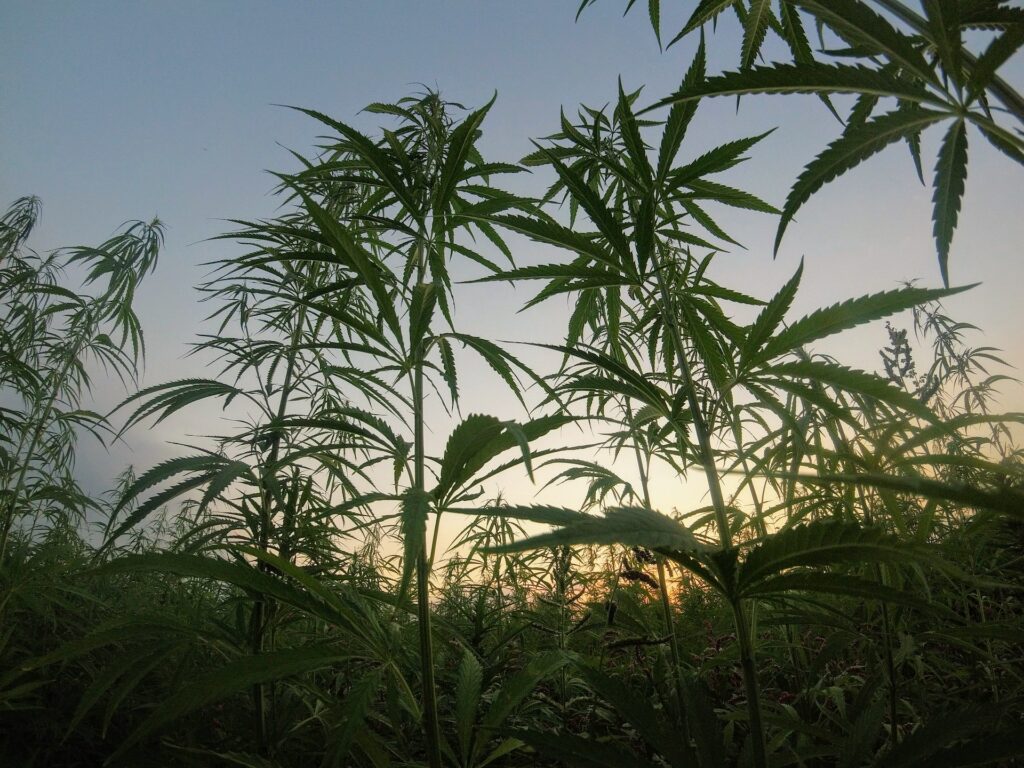 plant de CBD