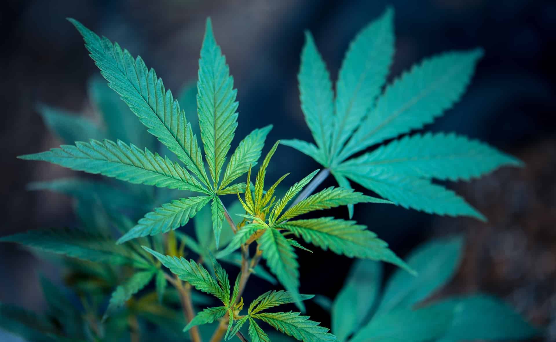 5 graines de cannabis à autofloraison